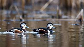 Soothing Ocean Waves & Sea Birds | puffin birds' video🌊🐦 Beautiful Relaxing Nature Sounds screenshot 3