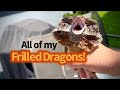 All of my frilled dragons