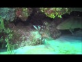 Grouper/ Invasive Lionfish Live Open Water Kill: Believed to be the First Recorded Observation