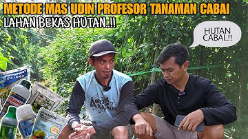 LUAR BIASA SUBUR TANAMAN CABAI DI LAHAN BEKAS HUTAN | METODE TANAM MAS UDIN PROFESOR TANAMAN CABAI