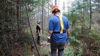 Tinman&#39;s 19 inch jack pine with my Husqvarna 372xp