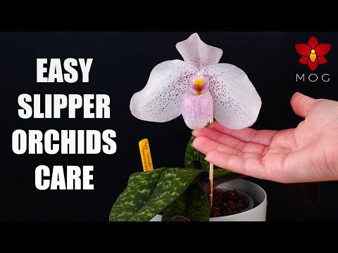 How to Care for Paphiopedilum Orchids - Watering, Repotting & more! Orchid Care for Beginners