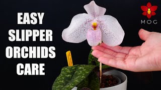 How to Care for Paphiopedilum Orchids - Watering, Repotting & more! Orchid Care for Beginners