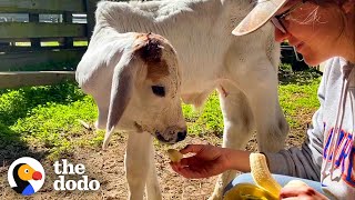 Tiny Calf Wouldn’t Eat On His Own Until Rescuers Introduced Him To Someone Just Like Him | The Dodo