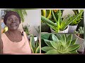 Best Indoor Succulents/Low Maintenance/Big Impact 