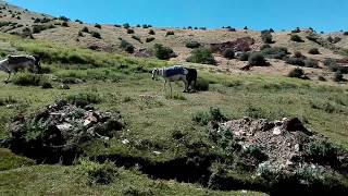 SINIRLARI ZORLAYAN ÇILGIN BOĞA SINIRLARI ZORLAYAN ÇILGIN BOĞA