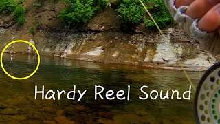 hardy fly reel click sound #shorts ハーディーリールのクリック音とニジマス 札幌 自然 野生 Rainbow  trout 