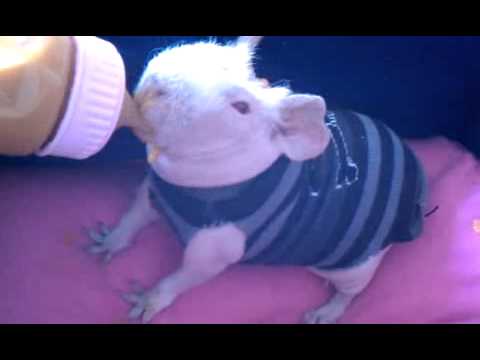 My Skinny Pig KitKat loving her baby food! - YouTube