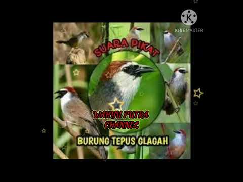 Suara pikat burung kaso kaso ribut
