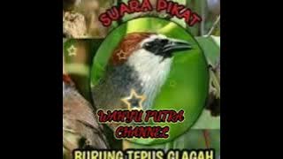 Suara pikat burung kaso kaso ribut