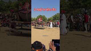 2 4पाई पर सोया ऊँट। । rajasthani song ll #trendingreels #explore #viralvideo #india #youtubeshorts