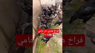 افضل انواع الفراخ الهندي الشامو الأصلي #shortsvideo #fashion #flyingbeast