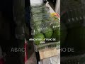 ABACATUDO 🥑 FILHO DE UMA!