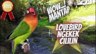 Lovebird Ngekek Nembak Cililin || Masteran Lovebird Asli Isian Cililin