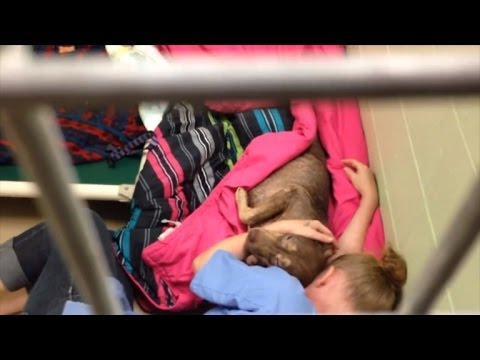 Video: Compassionate Volunteers vieren de vierde juli door pups in schuilplaatsen te troosten