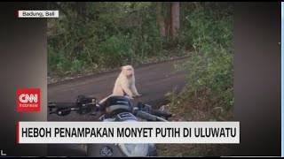 Heboh Penampakan Monyet Putih di Uluwatu