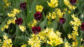 Pascal Wincq Floral Ballad Nr 2 Ballade Florale N2 Solo Piano