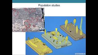 The Ediacaran Period: Glimpses of the Earth's Earliest Animals screenshot 5