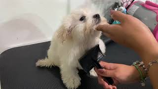 Grooming Maltese Puppy! 2 months old