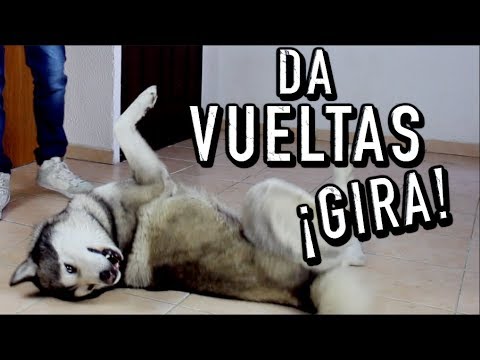 Enseña a tu PERRO a RODAR o GIRAR en el suelo - MartGon hqdefault
