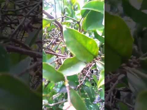 Video: Broomrape - eine parasitäre Pflanze: Beschreibung, Arten, Bekämpfungsmethoden
