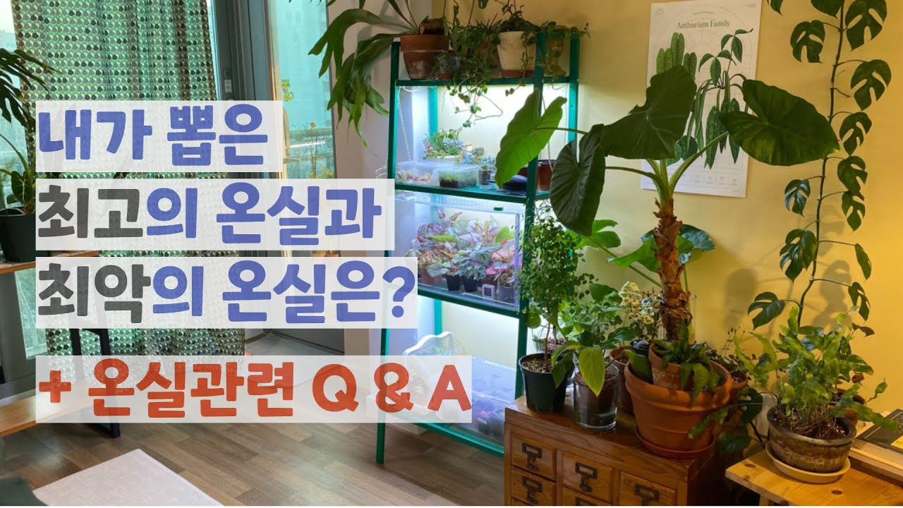 제가 쓰고 있는 온실 다섯 개를 비교해보았습니다. (feat. 베고니아) 온실관련 Q&A