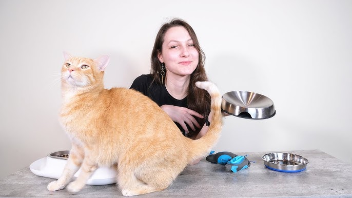 Yangbaga Elevated Ceramic Cat Bowl Review - What You'll Get