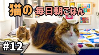 猫の毎日朝ごはん生配信!【#12】 2026.1.24