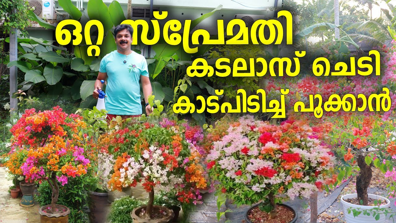 ഒറ്റ സ്പ്രേ മതി ബോഗൻവില്ല കൂടുപിടിച്ച് പൂക്കാൻ | Bougainvillea flowering tips