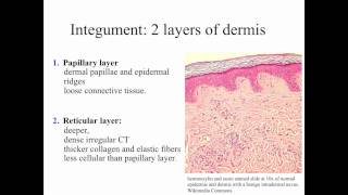 Integumentary System Part3
