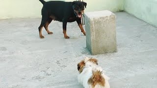 Shitzu irritating Rottweiler 😲😮 Brave Shitzu #viral #trending #rott #rottweiler by The Pahadi Dogs 267 views 3 months ago 54 seconds