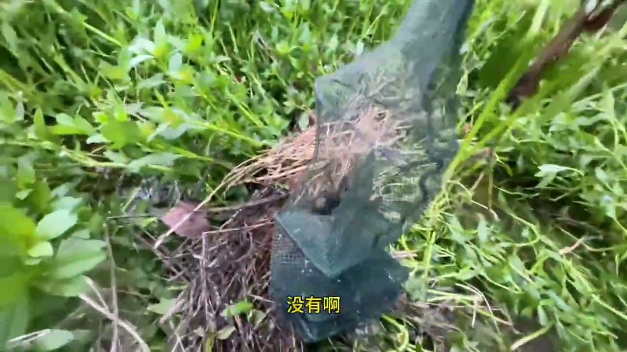 大漂亮到家了！ #真实户外  #野生黄鳝  #今天的收获  #抓黄鳝  #户外抓黄鳝