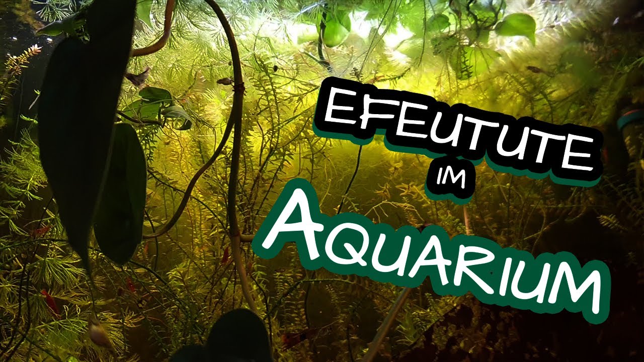 Zimmerpflanzen fr das Aquarium  Die Efeutute im aquaponischen System