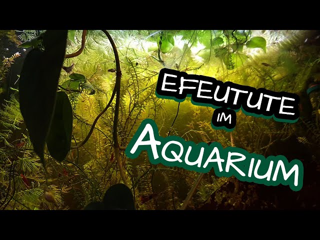 weißgrüner efeu weißgrüner Efeu Eva
