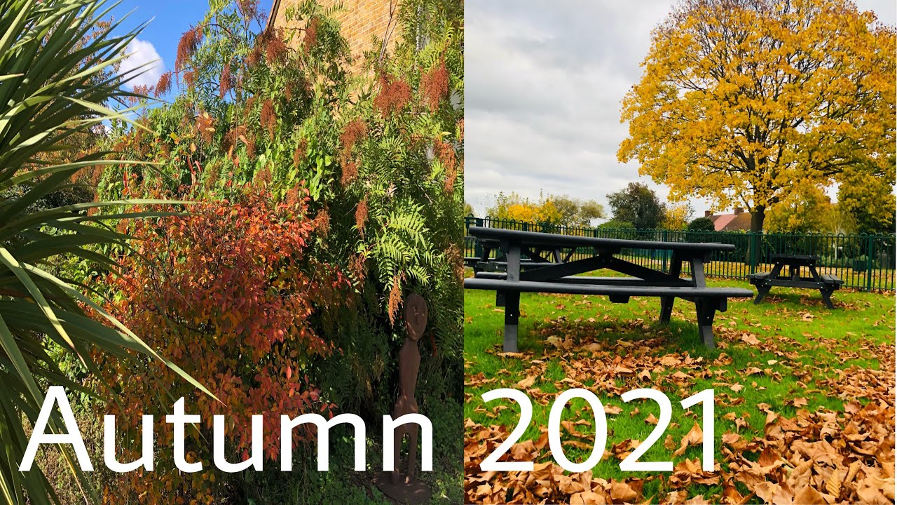 Autumn in London 2021 | beautiful Autumn colours | Relaxing Music | Bright up life uk