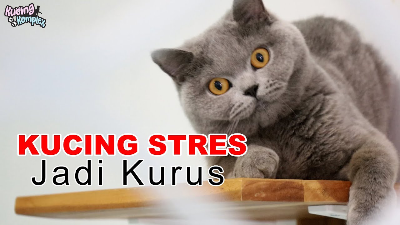 Cara Gemukin Kucing Yang Stress Dan Jadi Kurus 