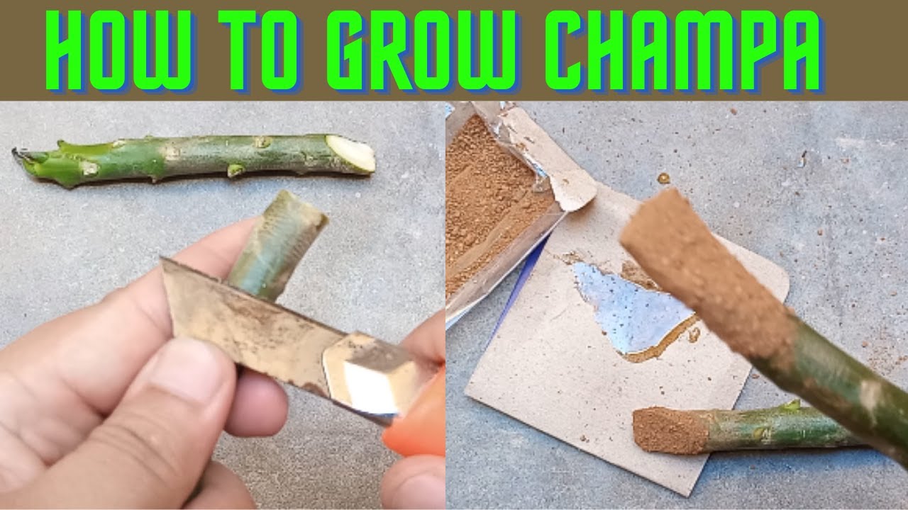 How to grow champa from cutting Michelia from cutting at home