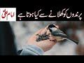 Prindon Ko Anaj Khilana Imam Ali As Birds Feeding Mehrban Ali Mehrban TV Prindon Ko Anaj Khilana Imam Ali As Birds Feeding Mehrban Ali Mehrban TV