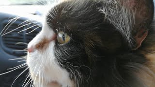 СИНХРОНИЗАЦИЯ КОТОВ. SINCRONIZZAZIONE DEI GATTI. СИНХРОНИЗАЦИЯ КОТОВ. SINCRONIZZAZIONE DEI GATTI.