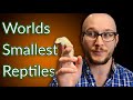 Top 5 Micro Reptiles | The Smallest Reptiles You Can Get
