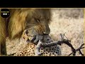 カメラがとらえたライオンの襲撃の最も信じられない瞬間30選 | アニマル