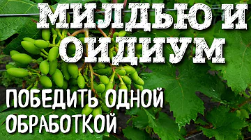 БОРЬБА С МИЛДЬЮ И ОИДИУМОМ. ОБРАБОТКА ПОСЛЕ ЦВЕТЕНИЯ. САМАЯ ВАЖНАЯ ОБРАБОТКА В ГОДУ