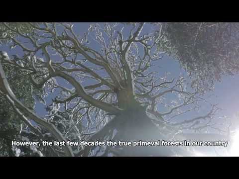 The Unknown Forests of Bulgaria