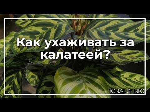 Как ухаживать за калатеей? | toNature.Info