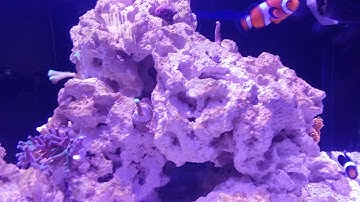 Cobalt Aquatics C-VUE 40/  Fluval Evo 13.5 updates white spot!