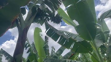 CHUỐI SÁP TRỒNG MẤY THÁNG SẼ CHO THU HOẠCH ? 🌱🌱🌱🍌🍌🍌