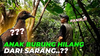 PANIKK...!!  MENCARI KEBERADAAN ANAK BURUNG YG HILANG DARI SARANG...??