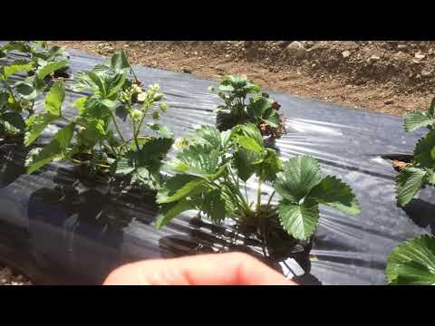 Video: Strawberry Elsanta: Sortenmerkmale