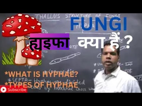 FUNGI:-What is hyphae? Types of hyphae.