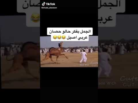 الجمل مفكر حاله حصان عربي اصيل ههههههه